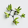Amyl Salicylate
