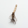 Angelica Root
