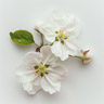 Apple Blossom