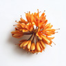 Ashoka Flower