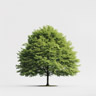 Beech