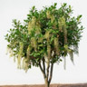 Belambra tree