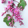 Black Currant Blossom