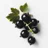 Black Currant