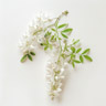 Black Locust