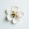 Blackberry Blossom