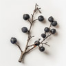 Blackthorn