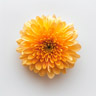 Chrysanthemum