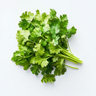 Cilantro