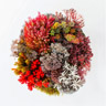 Coral Reef