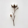 Cotton Flower