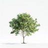 Cottonwood (Poplar)