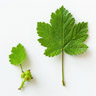 Currant leaf and bud
