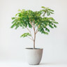 Curry tree