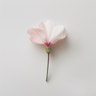 Cyclamen