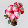 Desert Rose