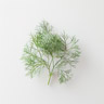 Dill