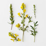 Dyer's Greenweed