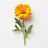 English marigold