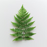 Fern