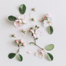 Floral Notes
