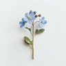 Forget me not