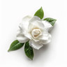 Gardenia