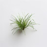 Grass