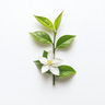 Green Tea Flower