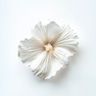 Gustavia Flower
