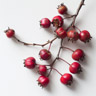 Hawthorn