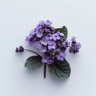 Heliotrope