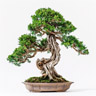 Hinoki Wood