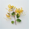 Honeysuckle