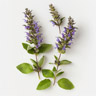 Hyssop
