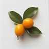 Japanese Loquat