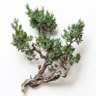 Juniper