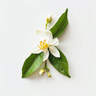Lemon Blossom