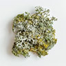 Lichen