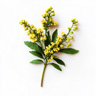 Mahonia