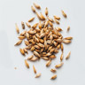 Malt