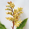 Mango blossom