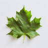 Maple