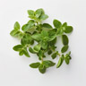 Marjoram