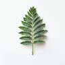 Mimosa Leaves