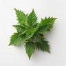 Nettle