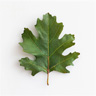 Oak Leaves