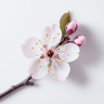 Orchard Blossom