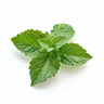 Patchouli (Green)