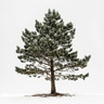Pine Tree